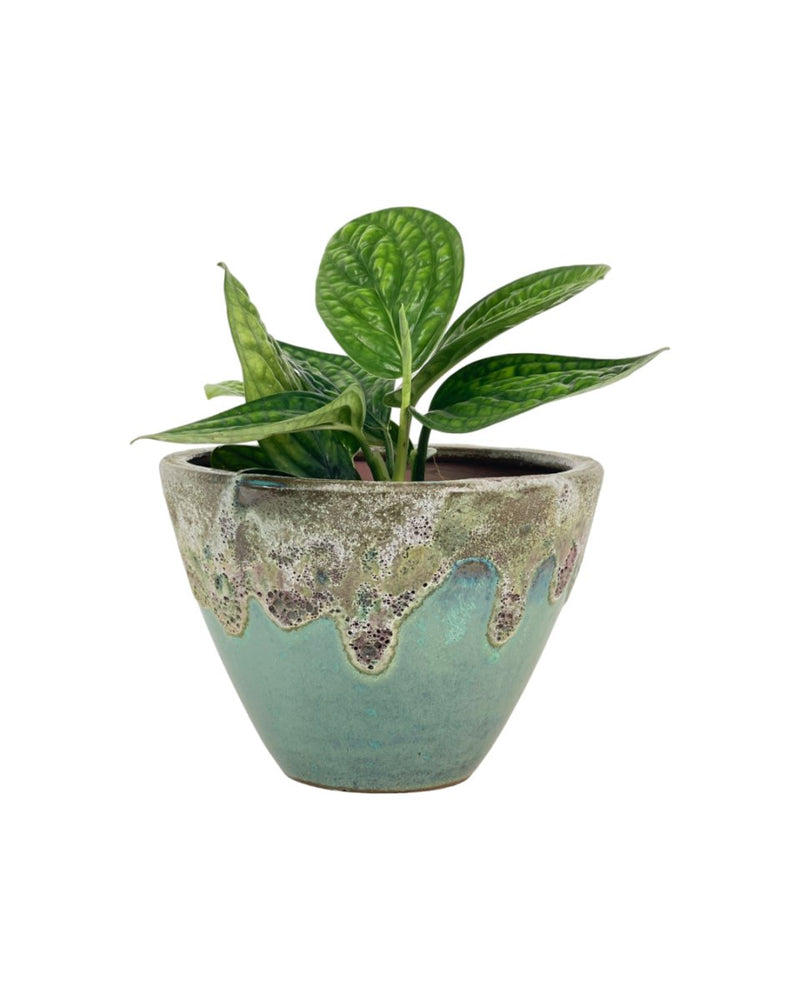 Monstera Peru Plant (0.2m) - grow pot - Potted plant - Tumbleweed Plants - Online Plant Delivery Singapore