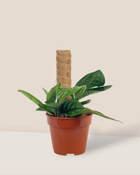 Monstera Peru Plant (0.3m) - grow pot - Potted plant - Tumbleweed Plants - Online Plant Delivery Singapore