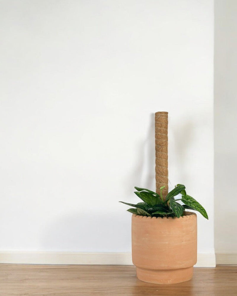 Monstera Peru (0.6m) - Potted plant - POTT - MONS - GRW - 5242 - Tumbleweed Plants - Online Plant Delivery Singapore