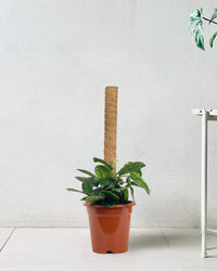 Monstera Peru (0.6m) - grow pot - Potted plant - Tumbleweed Plants - Online Plant Delivery Singapore