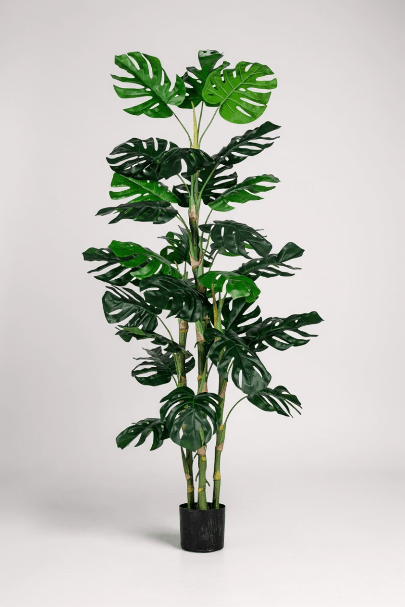 Monstera Tree (Life - life Artificial) - Potted plant - 5148161961603 - Tumbleweed Plants - Online Plant Delivery Singapore