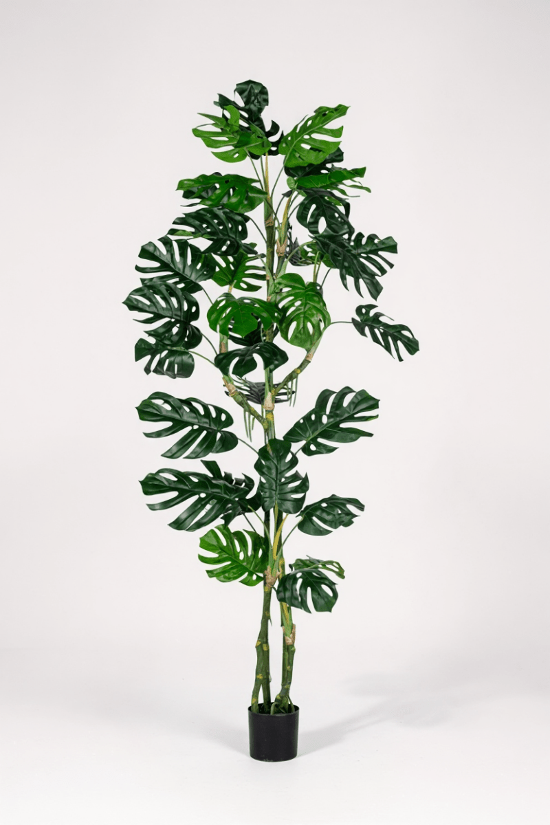 Monstera Tree (Life - life Artificial) - Potted plant - 5148161961612 - Tumbleweed Plants - Online Plant Delivery Singapore