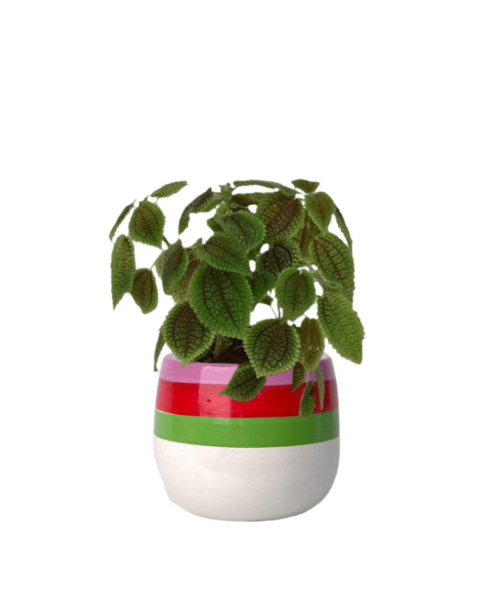 Moon Valley Pilea paired with poppy planter - ariel