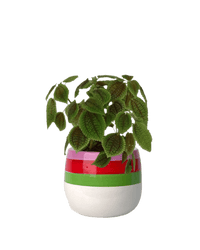 Moon Valley Pilea paired with poppy planter - ariel