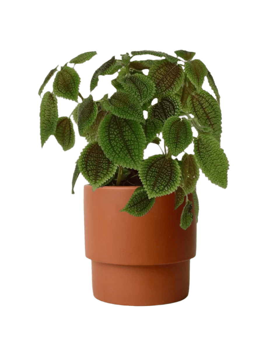 Moon Valley Pilea paired with plinth pot - chestnut/small