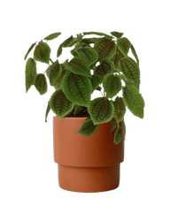 Moon Valley Pilea paired with plinth pot - chestnut/small
