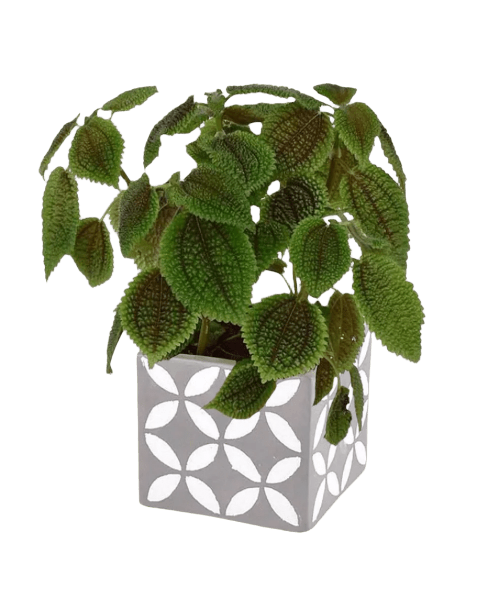 Moon Valley Pilea paired with cement cube