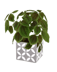 Moon Valley Pilea paired with cement cube