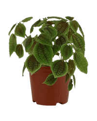 Moon Valley Pilea in a grow pot