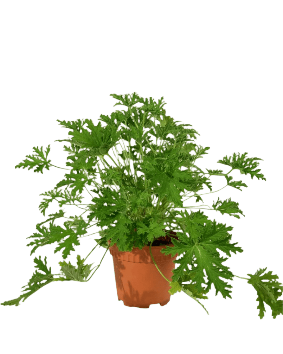 Grow Pot