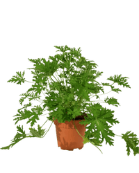 mosquito plant indoors Mosquito Plant - Pelargonium Citrosum
