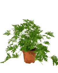 Mosquito Plant - Pelargonium Citrosum - Potted plant - POTT - MOSQ - GRW - 3589 - Tumbleweed Plants - Online Plant Delivery Singapore