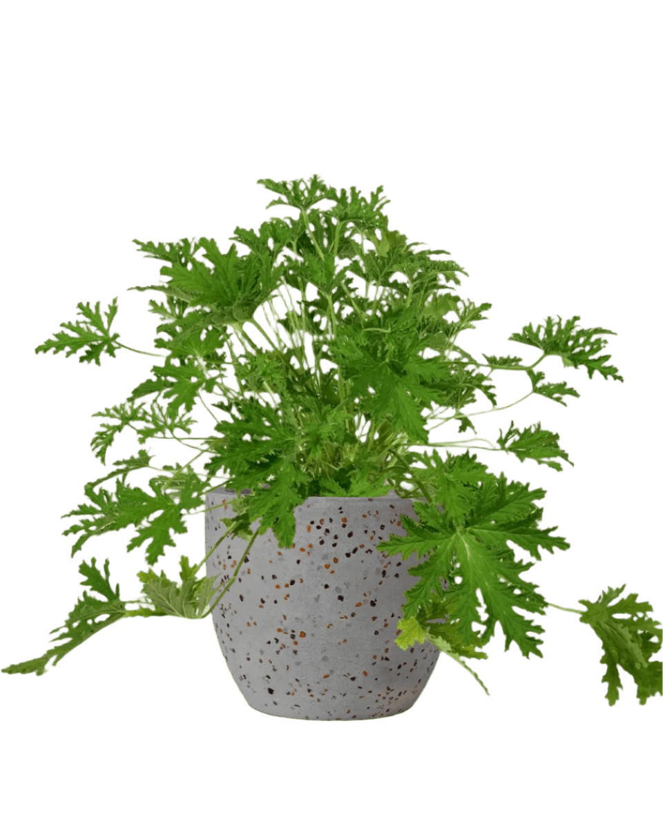 egg pot - medium/grey