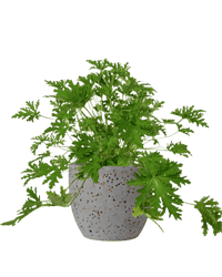 Mosquito Plant - Pelargonium Citrosum - Potted plant - POTT - MOSQ - GGP - 3586 - Tumbleweed Plants - Online Plant Delivery Singapore