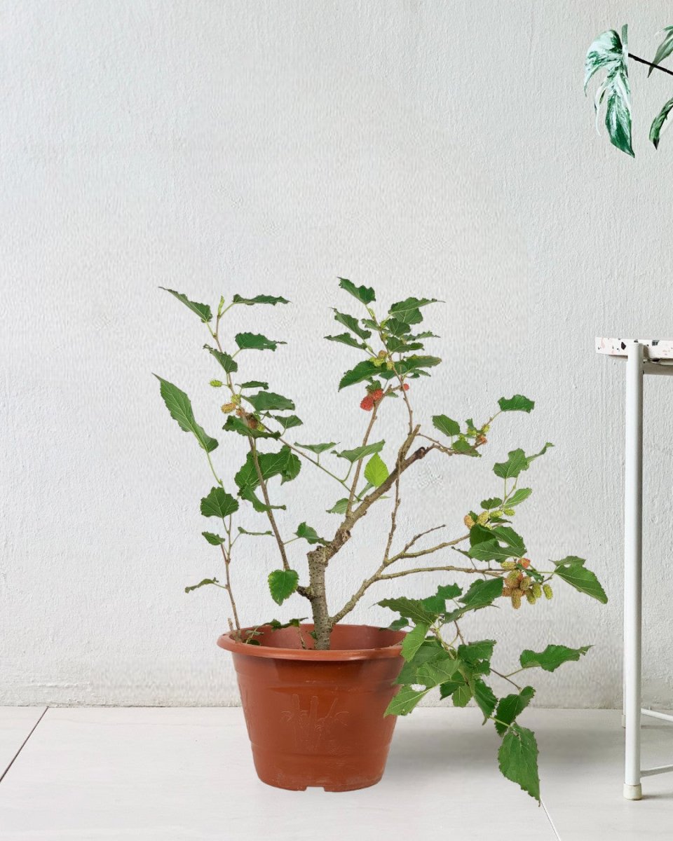 Mulberry Plant - grow pot - Potted plant - Tumbleweed Plants - Online Plant Delivery Singapore