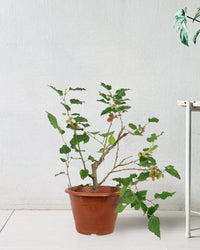 Mulberry Plant - grow pot - Potted plant - Tumbleweed Plants - Online Plant Delivery Singapore