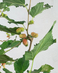 Mulberry Plant - grow pot - Potted plant - Tumbleweed Plants - Online Plant Delivery Singapore