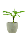 Musa Blood Banana - Potted plant - JUST - MUSA - PLS - 2648 - Tumbleweed Plants - Online Plant Delivery Singapore