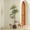 Nantian bamboo -  -  Tumbleweed Plants