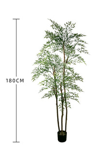 Nantian bamboo -  -  Tumbleweed Plants