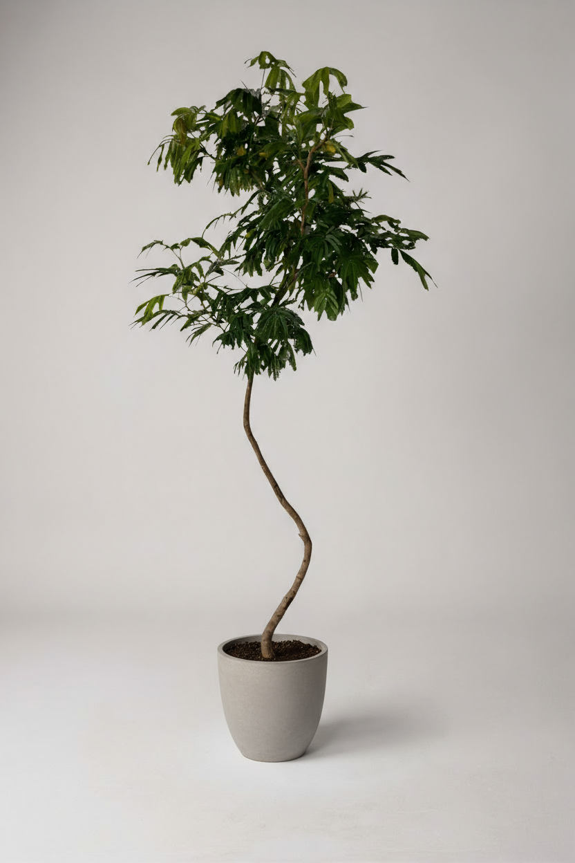Everfresh Tree XL - 1.8m - Potted plant -  Tumbleweed Plants