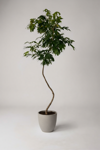 Everfresh Tree XL - 1.8m - Potted plant -  Tumbleweed Plants