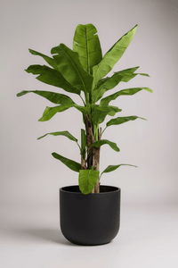 Banana Tree (Life - life Artificial) - Potted plant - 5103784103174 - Tumbleweed Plants - Online Plant Delivery Singapore