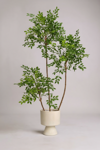 Chinese Money Tree (Life-like Artificial) - Potted plant -  Tumbleweed Plants
