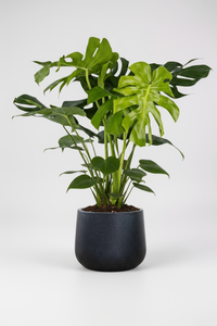 Monstera Deliciosa XL (1m) - Potted plant -  Tumbleweed Plants