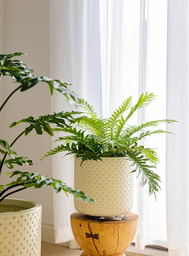 Tall Dotted Pot - Large