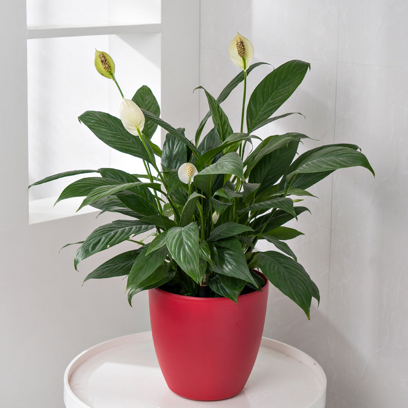 HydroEase Classic Self-Watering Pot - M