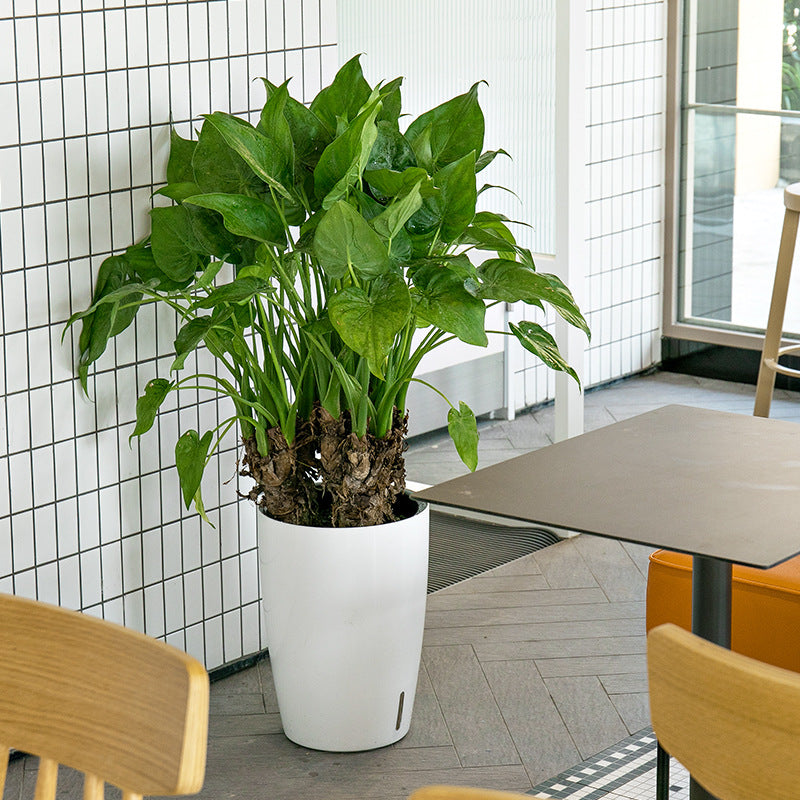 HydroEase Tall Self-Watering Planter - L