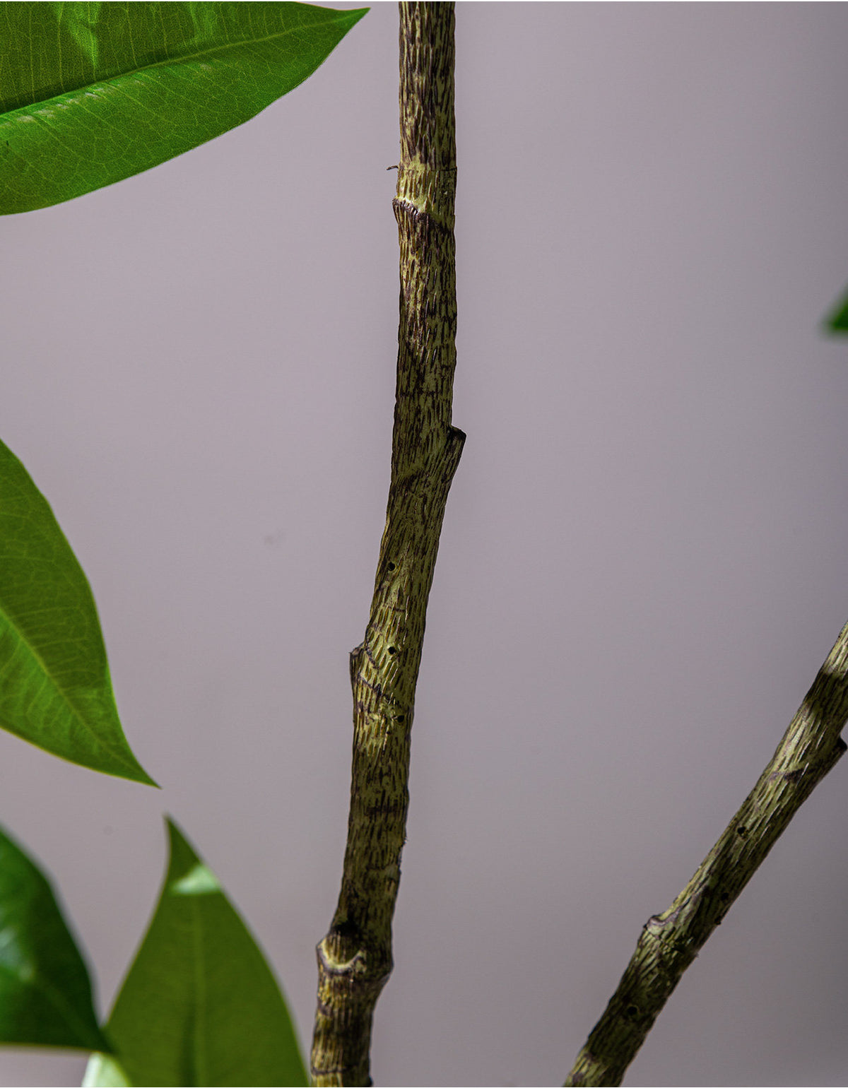 Money Tree - Life-like Artificial Plant (Fortune Tree)