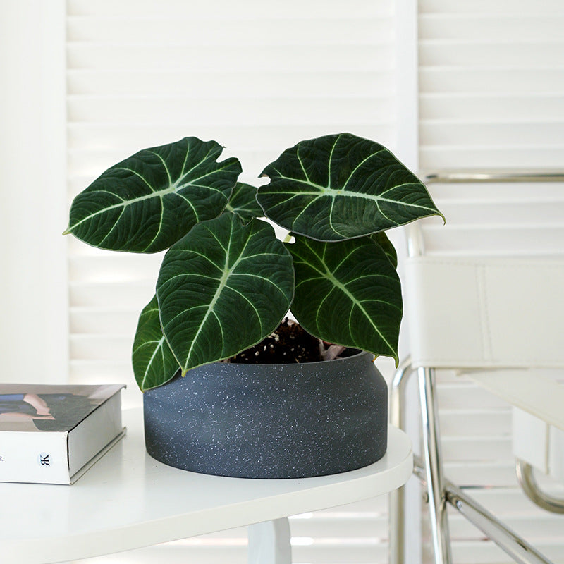 Ayra Short Cement Pot