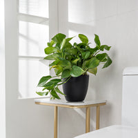 HydroEase Classic Self-Watering Pot - M