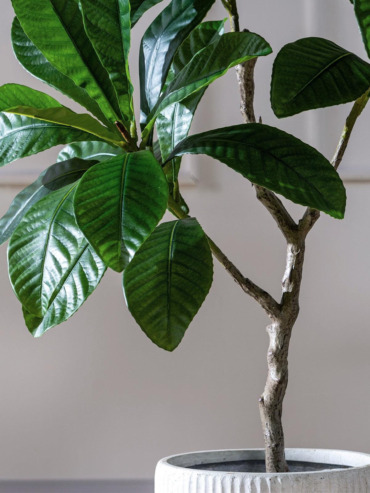 Loquat Tree (Faux)