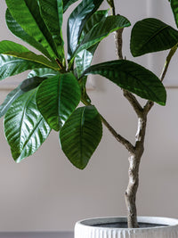 Loquat Tree (Faux)