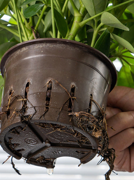 HydroEase Classic Self-Watering Pot - M