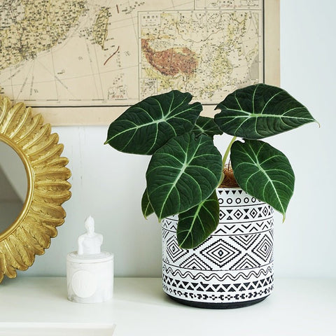 Aztec Cement Pot