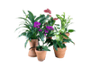 ORDER A GARDEN (Flowering) - grow pot - Potted plant - Tumbleweed Plants - Online Plant Delivery Singapore