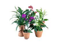 ORDER A GARDEN (Flowering) - grow pot - Potted plant - Tumbleweed Plants - Online Plant Delivery Singapore