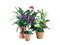 ORDER A GARDEN (Flowering) Set of 3s