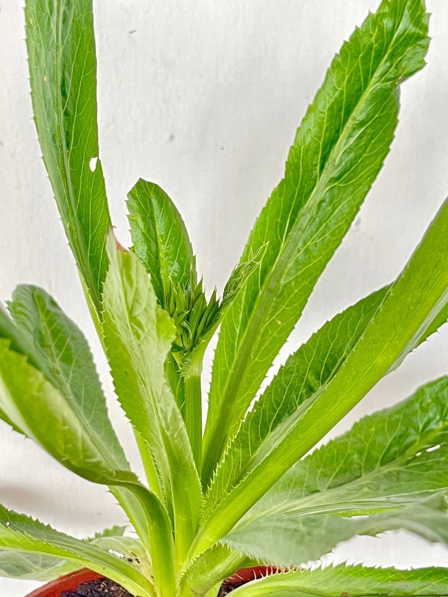 ORDER A GARDEN (Herbs) - Potted plant - Tumbleweed Plants - Online Plant Delivery Singapore