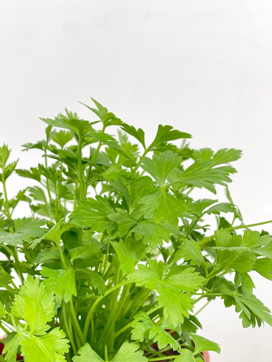ORDER A GARDEN (Herbs) - Potted plant - Tumbleweed Plants - Online Plant Delivery Singapore