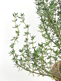 ORDER A GARDEN (Herbs) - Potted plant - Tumbleweed Plants - Online Plant Delivery Singapore