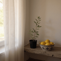 Olive Plant Kodomo - Japan - Potted plant - POTT - OLIV - GRW - 5711 - Tumbleweed Plants - Online Plant Delivery Singapore