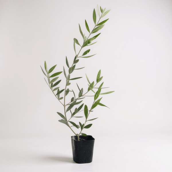 Olive Plant Kodomo - Japan - Potted plant - POTT - OLIV - GRW - 5711 - Tumbleweed Plants - Online Plant Delivery Singapore