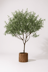 Olive Tree - Real - Trunk Artificial - Potted plant - 5516314535781 - Tumbleweed Plants - Online Plant Delivery Singapore