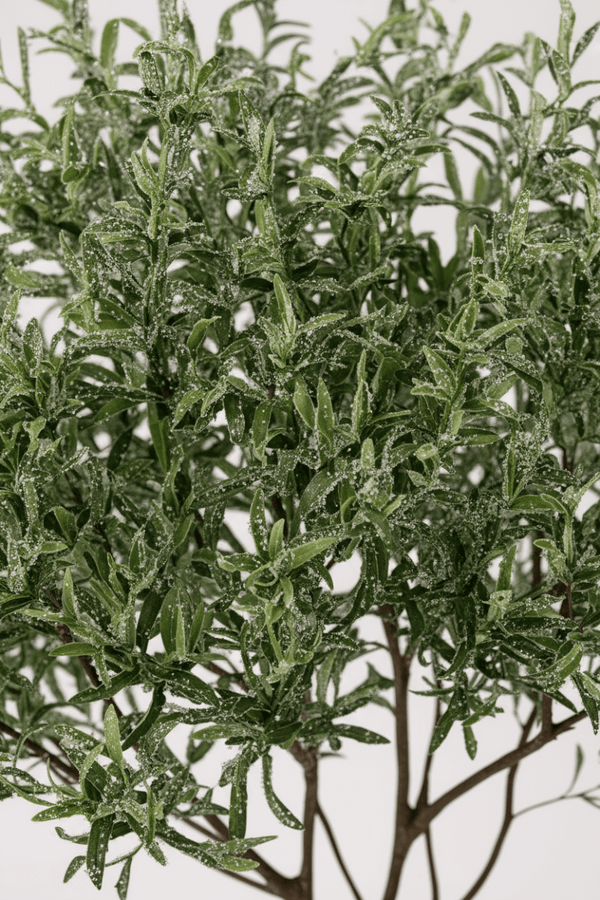 Olive Tree - Real - Trunk Artificial - Potted plant - 5516314535781 - Tumbleweed Plants - Online Plant Delivery Singapore