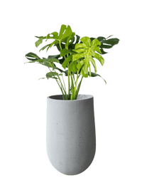 Ovalo Planter XL - Planter - OVAL - 6952 - Tumbleweed Plants - Online Plant Delivery Singapore